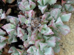 Oscularia deltoides capsule